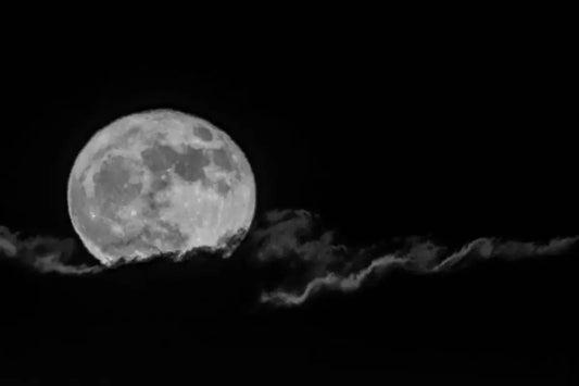 American Werewolf in London