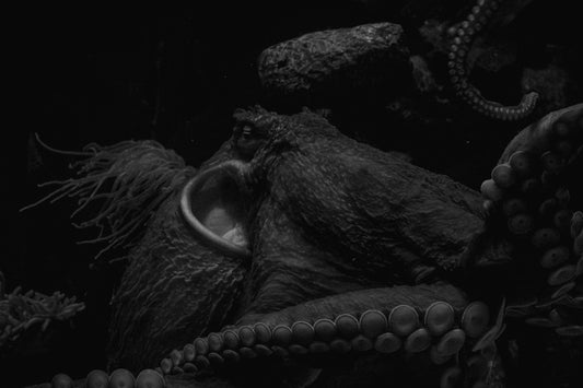 Old World Monsters