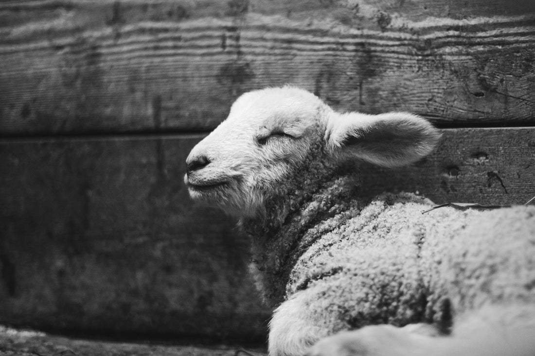 Silence of the Lambs
