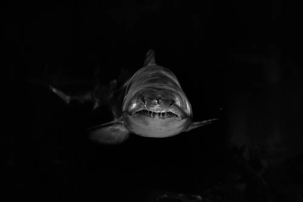 JAWS by Peter Benchley